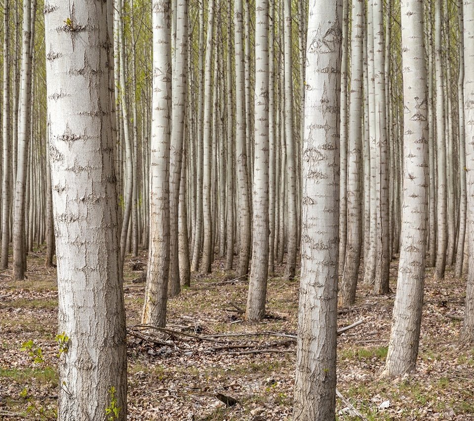 Обои деревья, лес, березы, сша, роща, орегон, trees, forest, birch, usa, grove, oregon разрешение 1920x1080 Загрузить