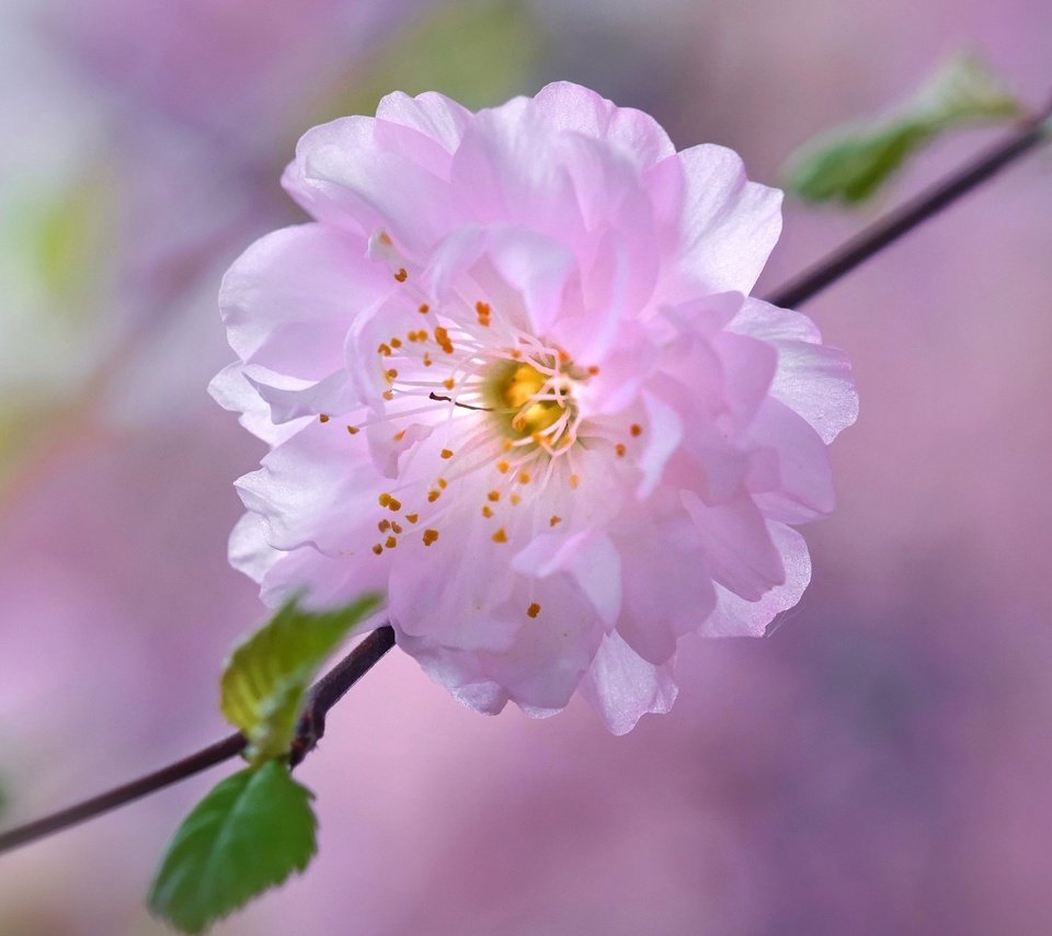 Обои цветок, лепестки, сад, весна, вишня, сакура, flower, petals, garden, spring, cherry, sakura разрешение 2880x1800 Загрузить