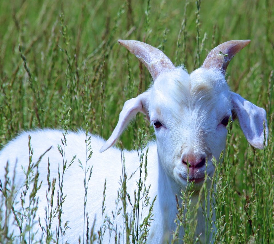 Обои трава, белый, коза, прогулка, детеныш, козленок, grass, white, goat, walk, cub разрешение 4007x2771 Загрузить