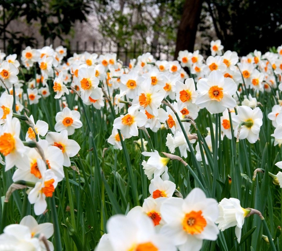Обои цветы, лепестки, весна, стебли, нарциссы, flowers, petals, spring, stems, daffodils разрешение 3840x2400 Загрузить