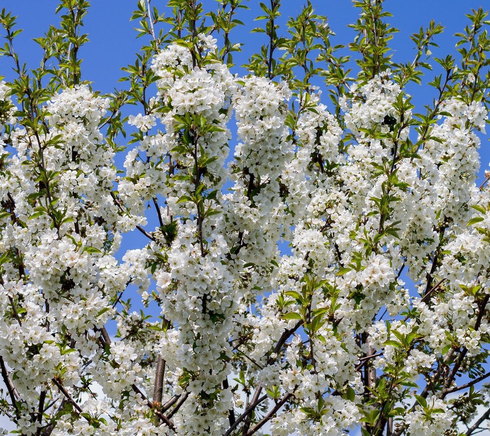 Обои небо, дерево, цветение, ветки, весна, белые цветы, the sky, tree, flowering, branches, spring, white flowers разрешение 3840x2160 Загрузить