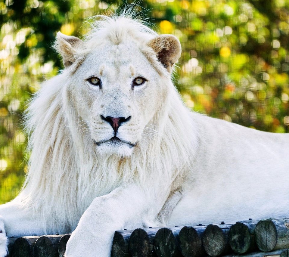 Обои хищник, лев, зоопарк, царь зверей, белый лев, predator, leo, zoo, the king of beasts, white lion разрешение 2560x1600 Загрузить