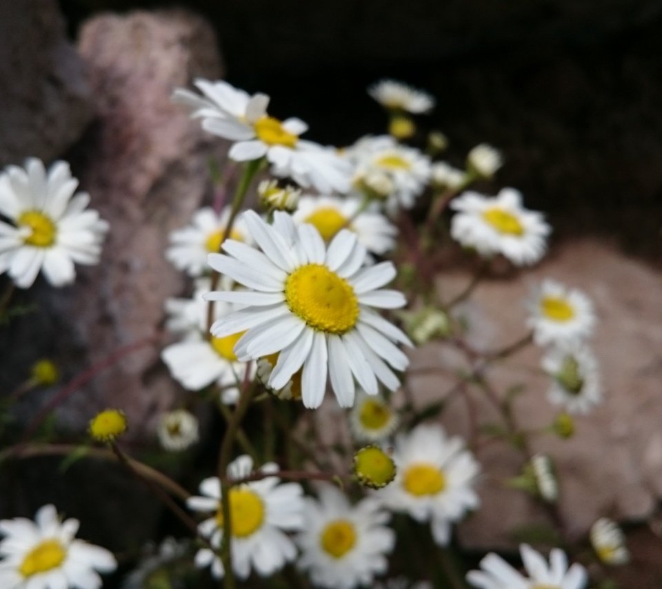 Обои цветы, лепестки, ромашки, белые, стебли, flowers, petals, chamomile, white, stems разрешение 3840x2160 Загрузить