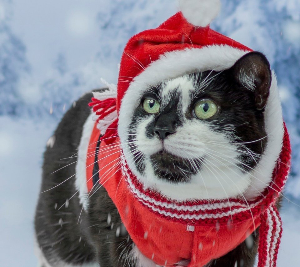 Обои снег, рождество, новый год, мордочка, усы, кошка, взгляд, костюм, зеленые глаза, snow, christmas, new year, muzzle, mustache, cat, look, costume, green eyes разрешение 2489x1400 Загрузить