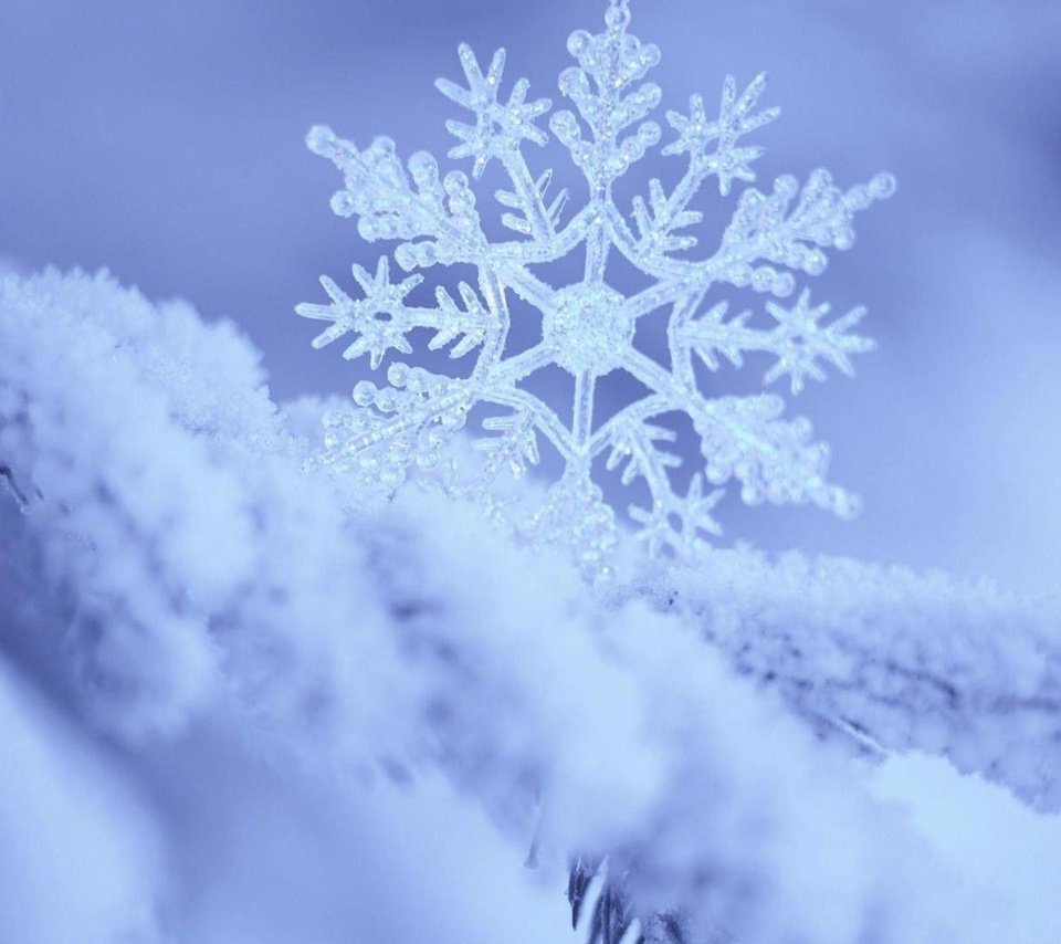 Обои ветка, снег, природа, зима, макро, снежинка, branch, snow, nature, winter, macro, snowflake разрешение 2560x1600 Загрузить
