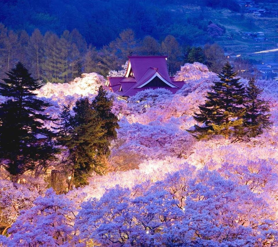 Обои вечер, цветение, япония, весна, сакура, the evening, flowering, japan, spring, sakura разрешение 1920x1080 Загрузить
