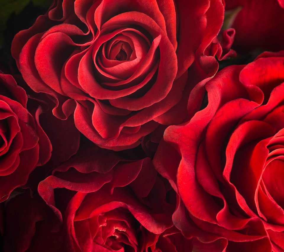 Обои цветы, розы, лепестки, красные розы, flowers, roses, petals, red roses разрешение 1920x1200 Загрузить