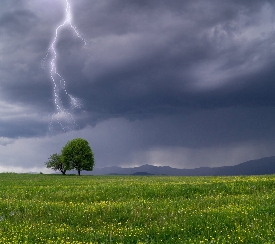 Обои небо, гроза, цветы, трава, дерево, тучи, пейзаж, молния, поле, the sky, the storm, flowers, grass, tree, clouds, landscape, lightning, field разрешение 3840x2400 Загрузить