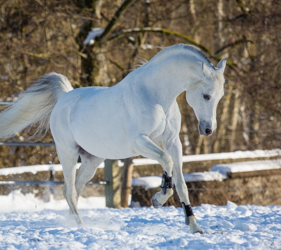 Обои лошадь, снег, зима, конь, бег, грация, (с) oliverseitz, horse, snow, winter, running, grace, (c) oliverseitz разрешение 2880x1800 Загрузить