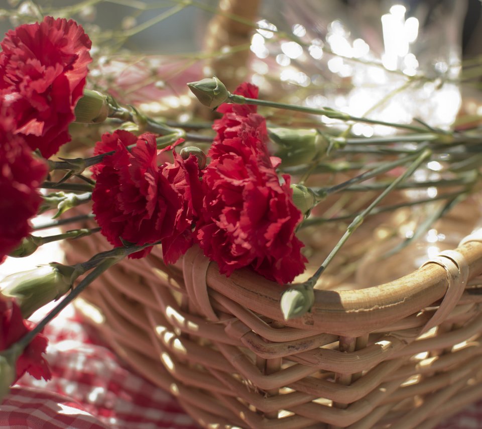 Обои цветы, лепестки, красные, корзина, гвоздики, carnations, flowers, petals, red, basket, clove разрешение 2048x1362 Загрузить