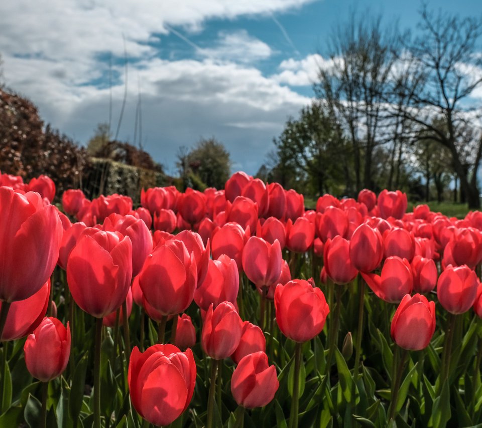 Обои небо, цветы, облака, деревья, весна, тюльпаны, тюльпаныl, the sky, flowers, clouds, trees, spring, tulips разрешение 6000x3376 Загрузить