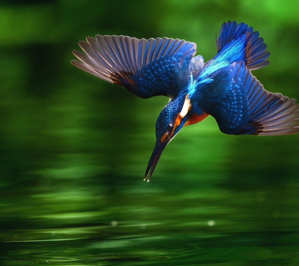 Обои вода, крылья, птица, клюв, перья, зимородок, water, wings, bird, beak, feathers, kingfisher разрешение 1920x1200 Загрузить