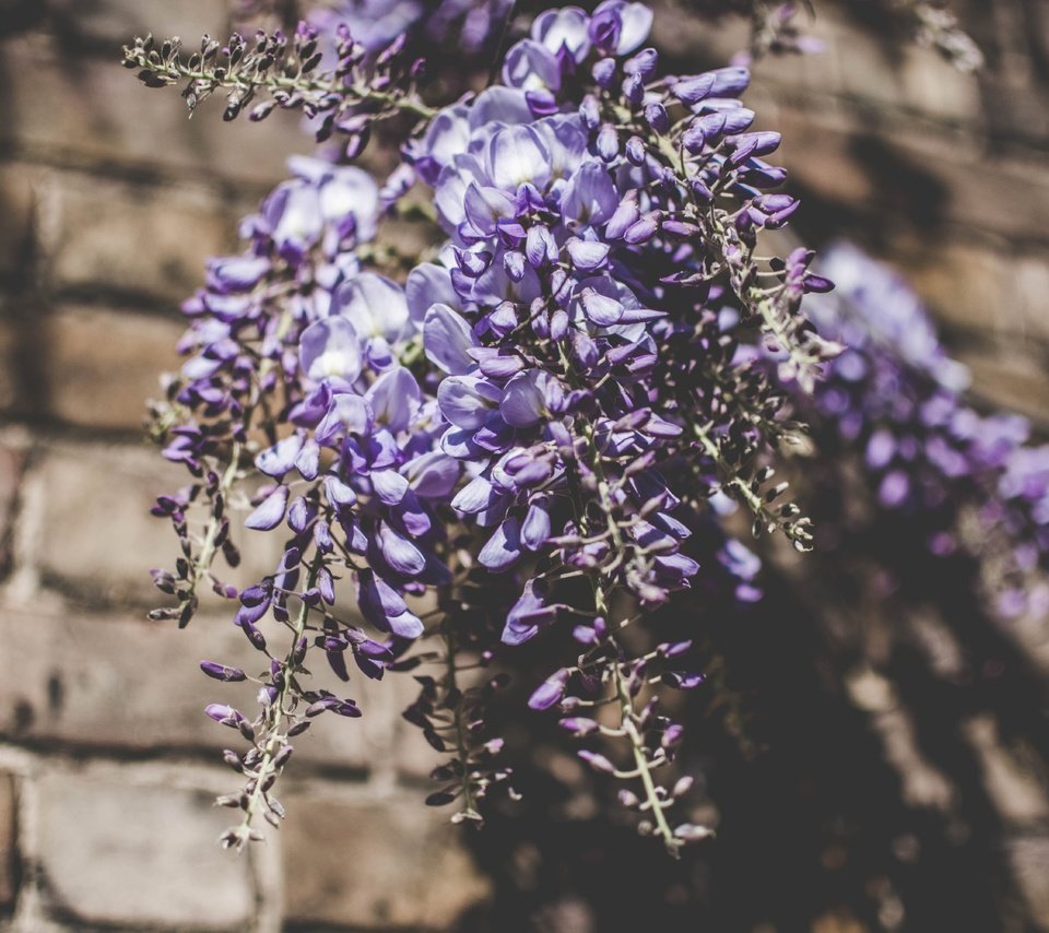 Обои цветы, букет, люпины, flowers, bouquet, lupins разрешение 6000x4000 Загрузить