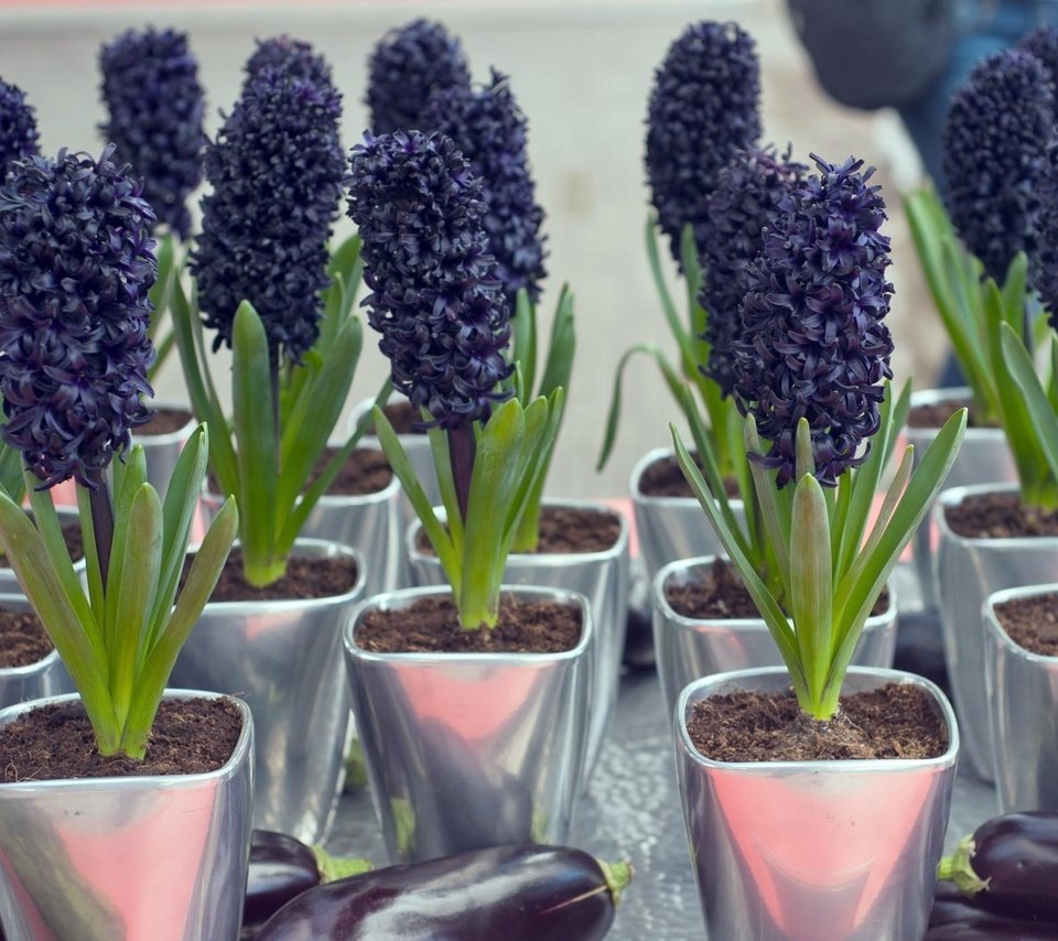 Обои цветы, горшки, фиолетовые, баклажаны, гиацинт, flowers, pots, purple, eggplant, hyacinth разрешение 2450x1510 Загрузить