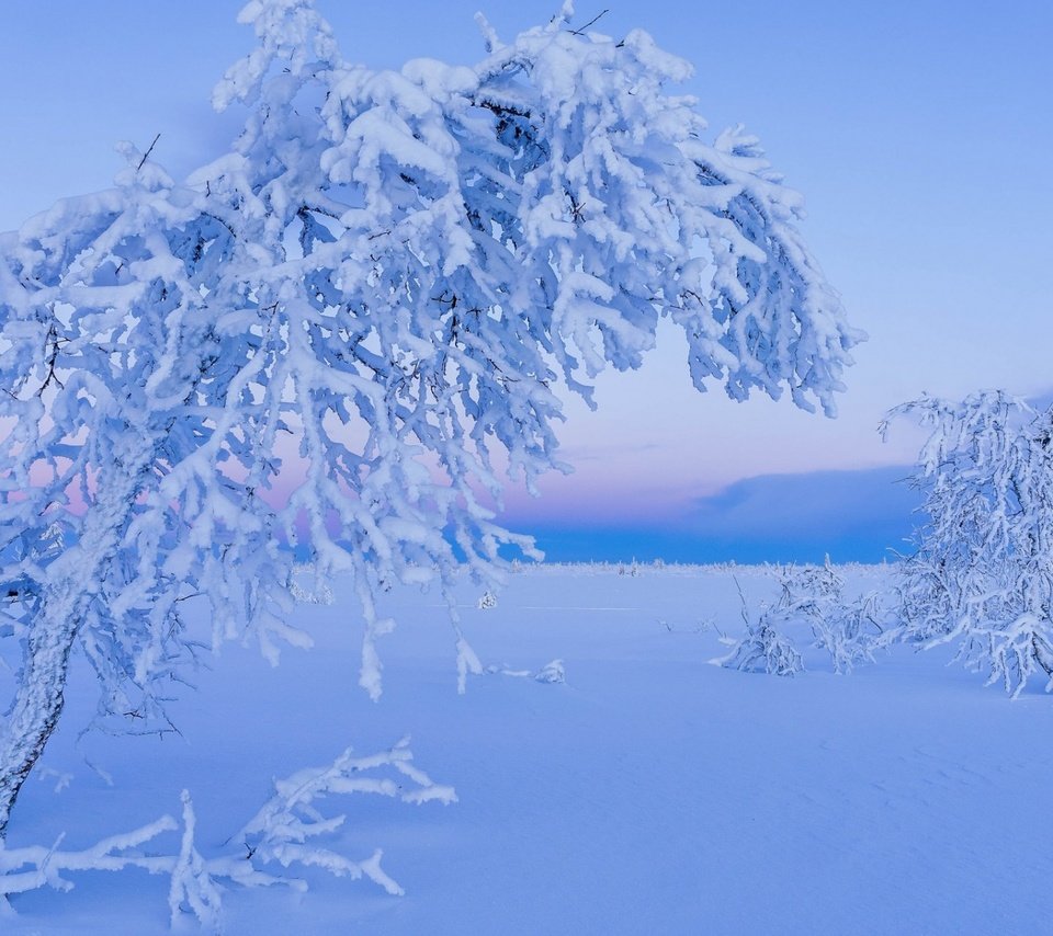 Обои деревья, снег, природа, зима, иней, лапландия, trees, snow, nature, winter, frost, lapland разрешение 1920x1200 Загрузить