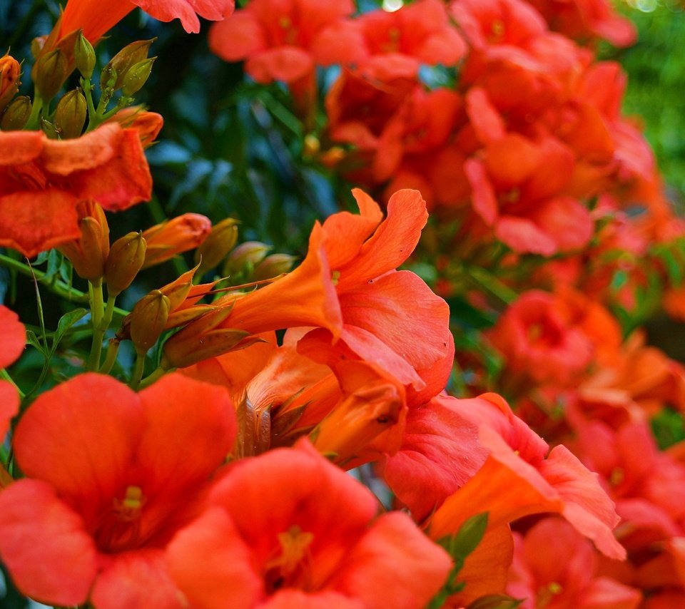 Обои цветы, растение, красные цветы, кампсис, flowers, plant, red flowers, campsis разрешение 2954x1817 Загрузить