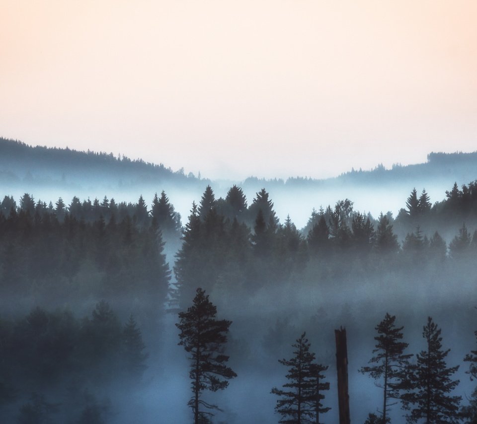 Обои природа, лес, пейзаж, утро, туман, сосны, nature, forest, landscape, morning, fog, pine разрешение 2560x1600 Загрузить