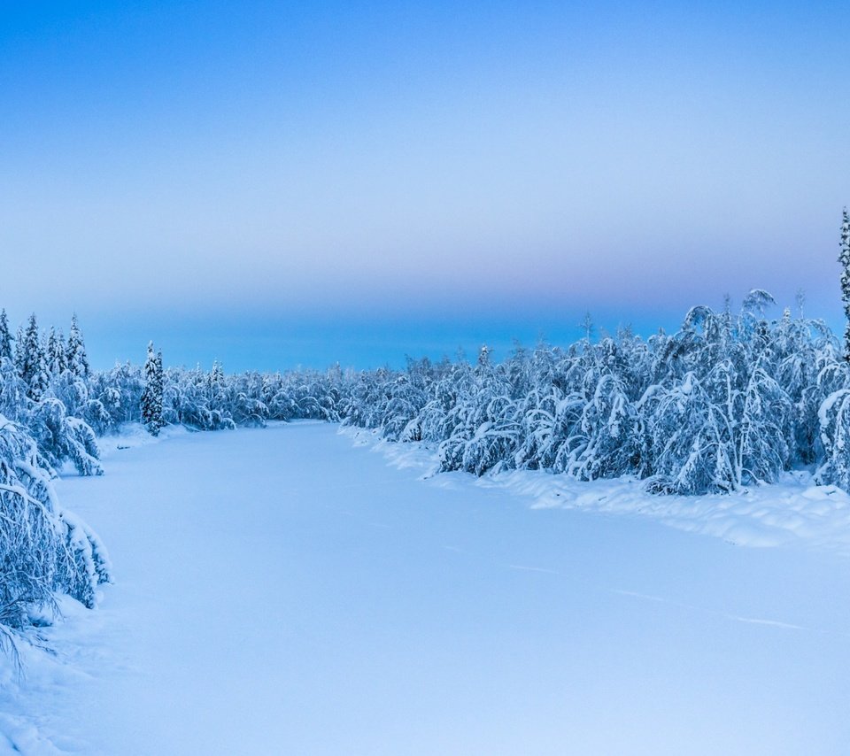 Обои деревья, снег, природа, лес, зима, trees, snow, nature, forest, winter разрешение 1920x1200 Загрузить