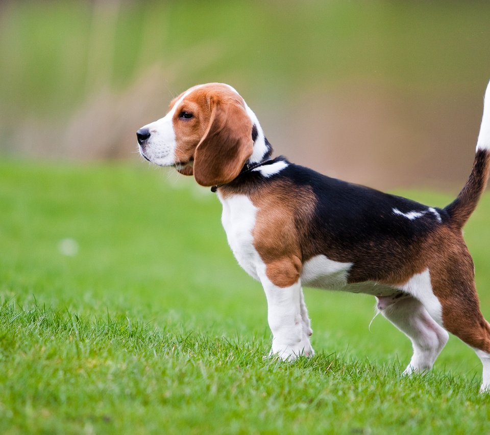 Обои трава, собака, щенок, бигль, grass, dog, puppy, beagle разрешение 1920x1200 Загрузить