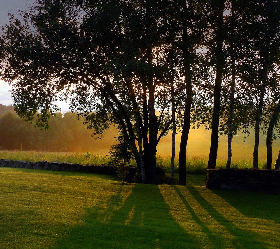 Обои небо, трава, деревья, стволы, тени, солнечный свет, the sky, grass, trees, trunks, shadows, sunlight разрешение 2560x1440 Загрузить