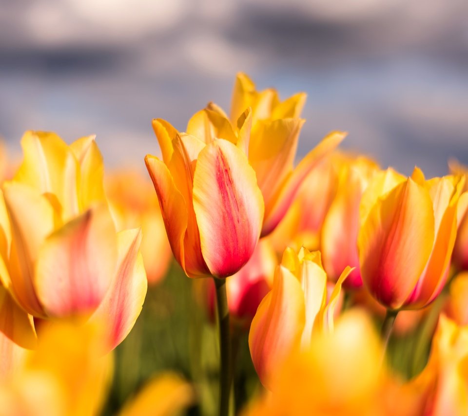 Обои цветы, бутоны, макро, лепестки, весна, тюльпаны, flowers, buds, macro, petals, spring, tulips разрешение 5516x3682 Загрузить