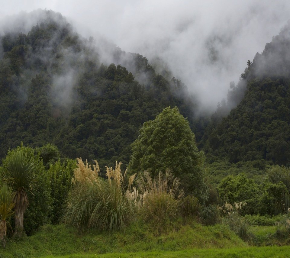 Обои деревья, горы, лес, туман, кусты, новая зеландия, trees, mountains, forest, fog, the bushes, new zealand разрешение 2560x1600 Загрузить