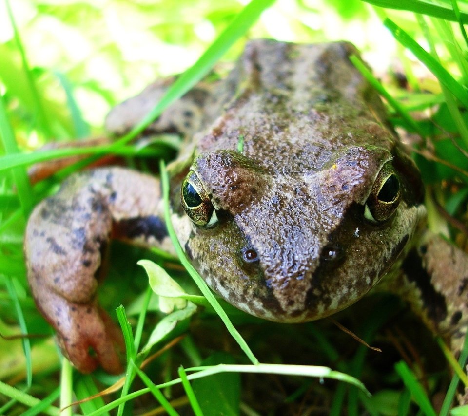 Обои глаза, трава, макро, лето, сад, лягушка, жаба, земноводные, eyes, grass, macro, summer, garden, frog, toad, amphibians разрешение 2288x1350 Загрузить