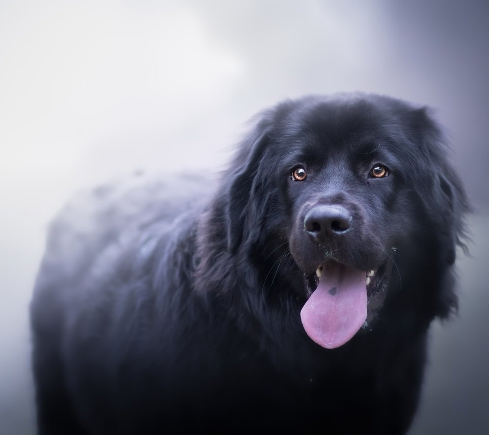 Обои туман, собака, друг, язык, ньюфаундленд, fog, dog, each, language, newfoundland разрешение 2560x1598 Загрузить