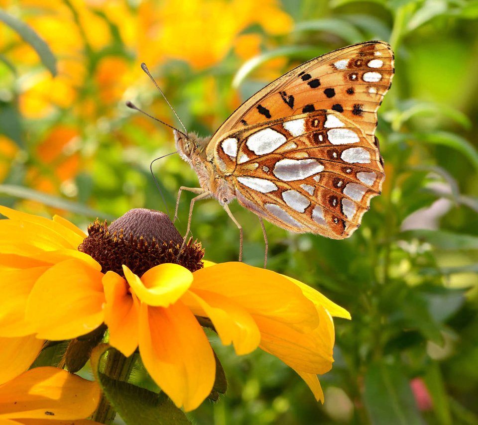 Обои цветы, насекомое, лепестки, бабочка, крылья, рудбекия, flowers, insect, petals, butterfly, wings, rudbeckia разрешение 1920x1200 Загрузить