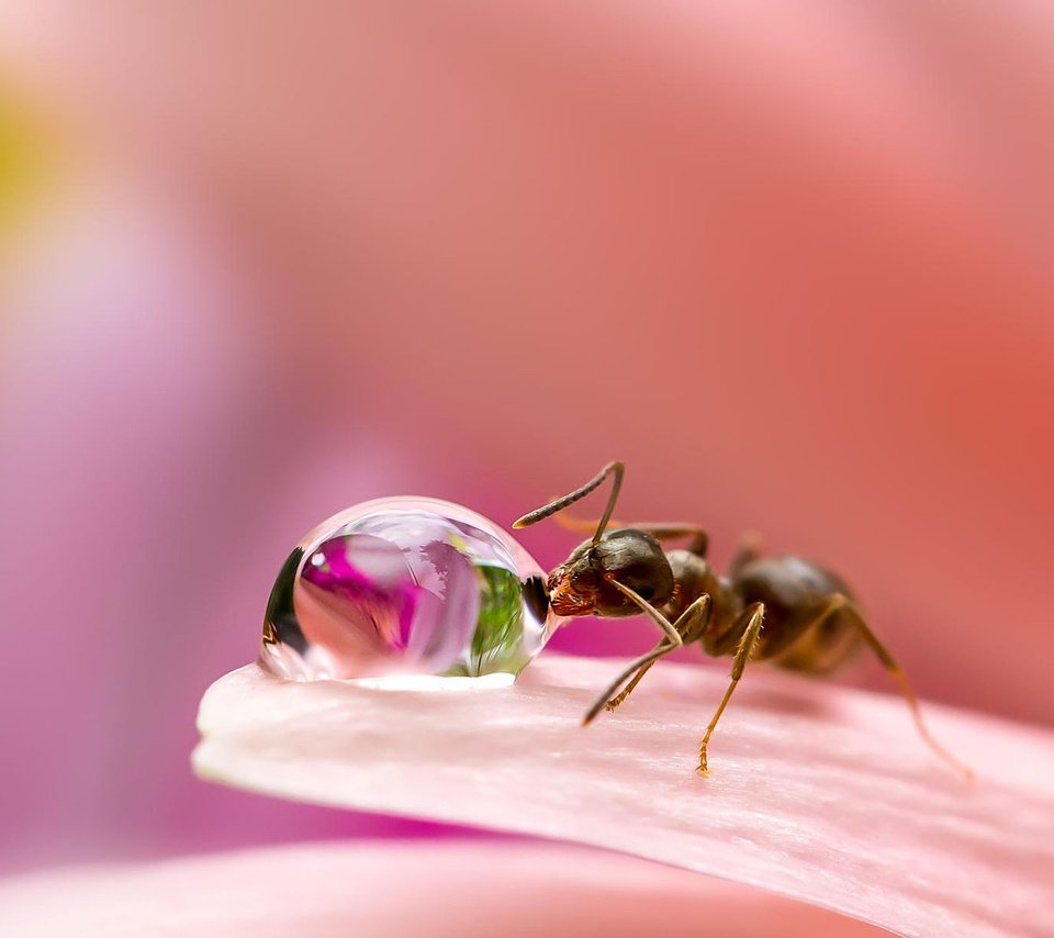Обои макро, miki asai, насекомое, цветок, капля, лепестки, размытость, муравей, капля воды, macro, insect, flower, drop, petals, blur, ant, a drop of water разрешение 1920x1200 Загрузить