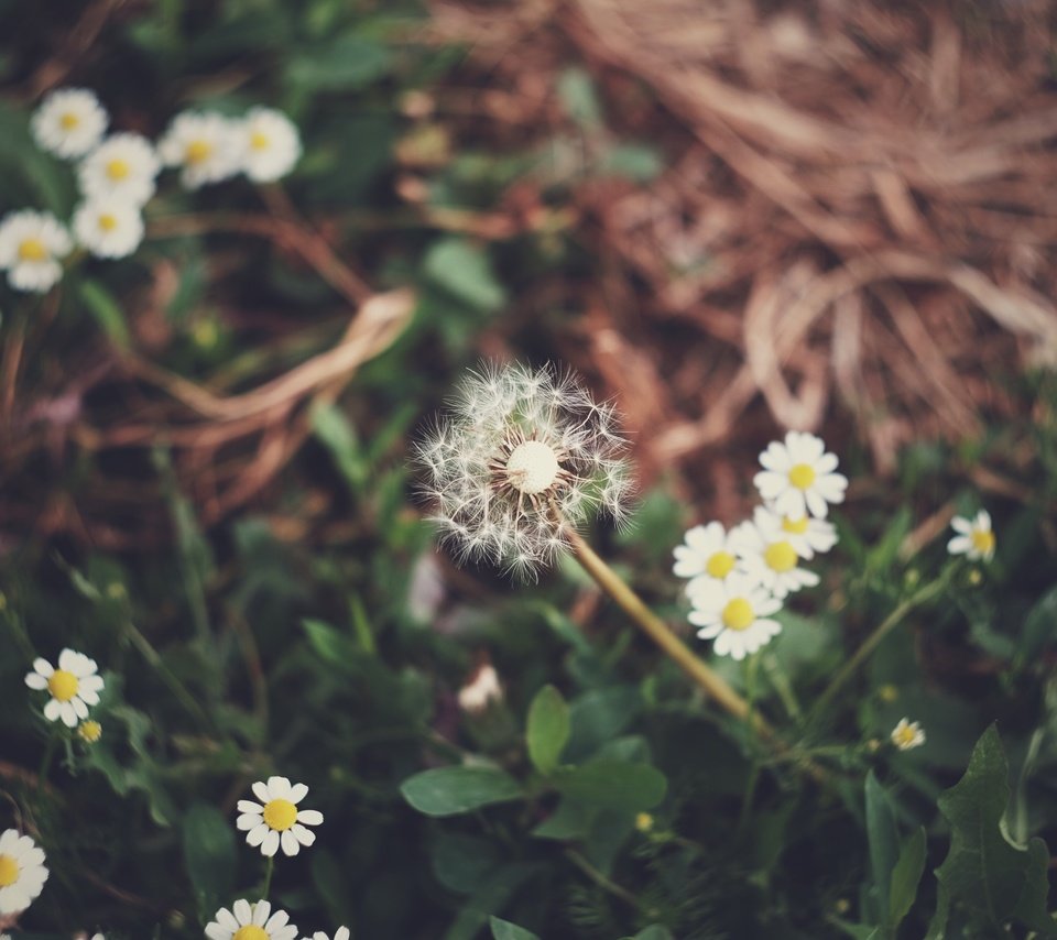 Обои цветы, трава, поляна, ромашки, одуванчик, flowers, grass, glade, chamomile, dandelion разрешение 4896x3264 Загрузить