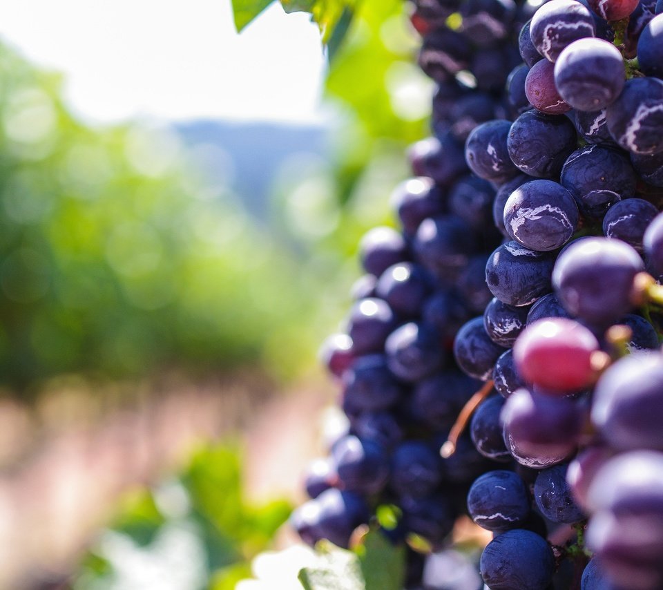 Обои виноград, размытость, ягоды, боке, grapes, blur, berries, bokeh разрешение 3936x2624 Загрузить