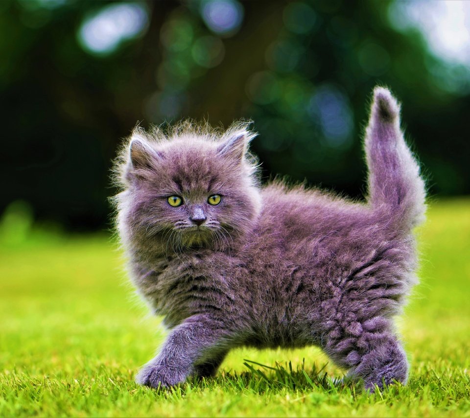 Обои трава, кот, мордочка, кошка, взгляд, котенок, пушистый, серый, лапки, legs, grass, cat, muzzle, look, kitty, fluffy, grey разрешение 5722x4087 Загрузить