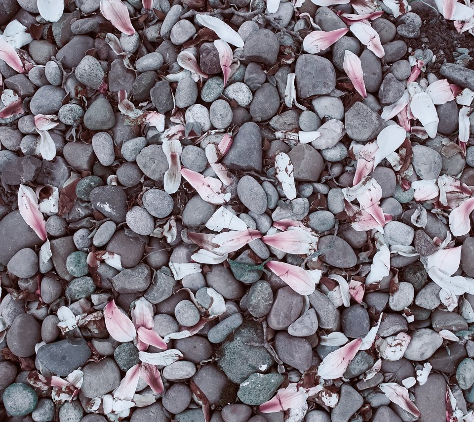 Обои камни, галька, лепестки, камешки, магнолия, stones, pebbles, petals, magnolia разрешение 3936x2624 Загрузить