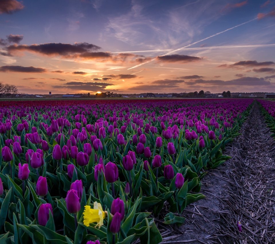 Обои небо, цветы, закат, пейзаж, поле, тюльпаны, the sky, flowers, sunset, landscape, field, tulips разрешение 3840x2160 Загрузить