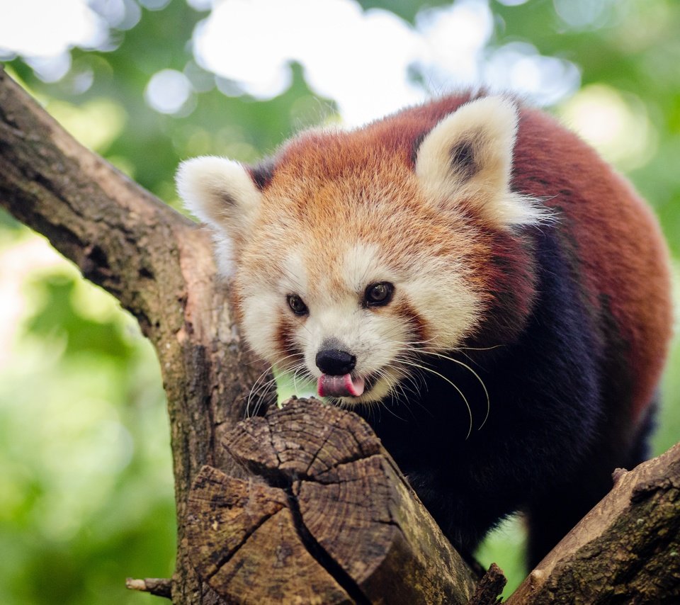 Обои дерево, мордочка, взгляд, панда, язык, красная панда, малая панда, tree, muzzle, look, panda, language, red panda разрешение 4928x3264 Загрузить