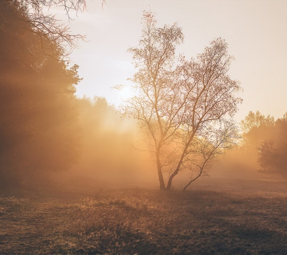 Обои свет, деревья, растения, пейзаж, парк, утро, light, trees, plants, landscape, park, morning разрешение 1971x1121 Загрузить