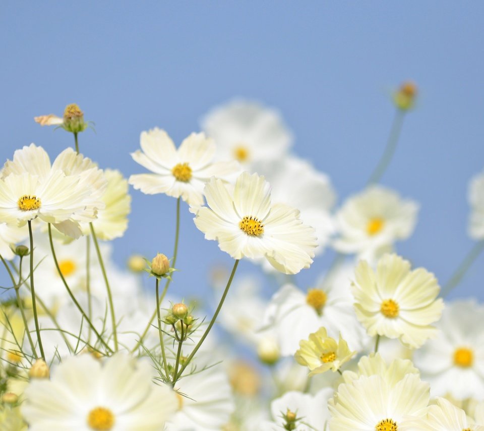 Обои небо, цветы, бутоны, лепестки, белые, крупный план, космея, the sky, flowers, buds, petals, white, close-up, kosmeya разрешение 2048x1356 Загрузить