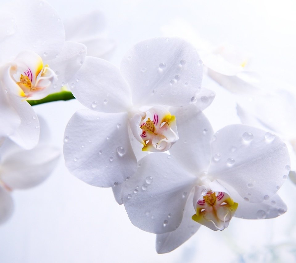 Обои цветы, капли, лепестки, белый фон, белые, крупный план, орхидеи, flowers, drops, petals, white background, white, close-up, orchids разрешение 2560x1600 Загрузить