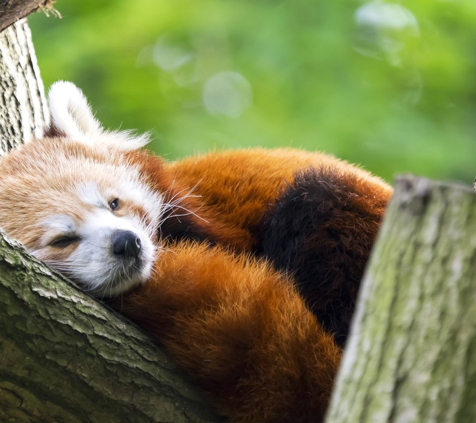 Обои панда, животное, красная панда, малая панда, panda, animal, red panda разрешение 2560x1600 Загрузить