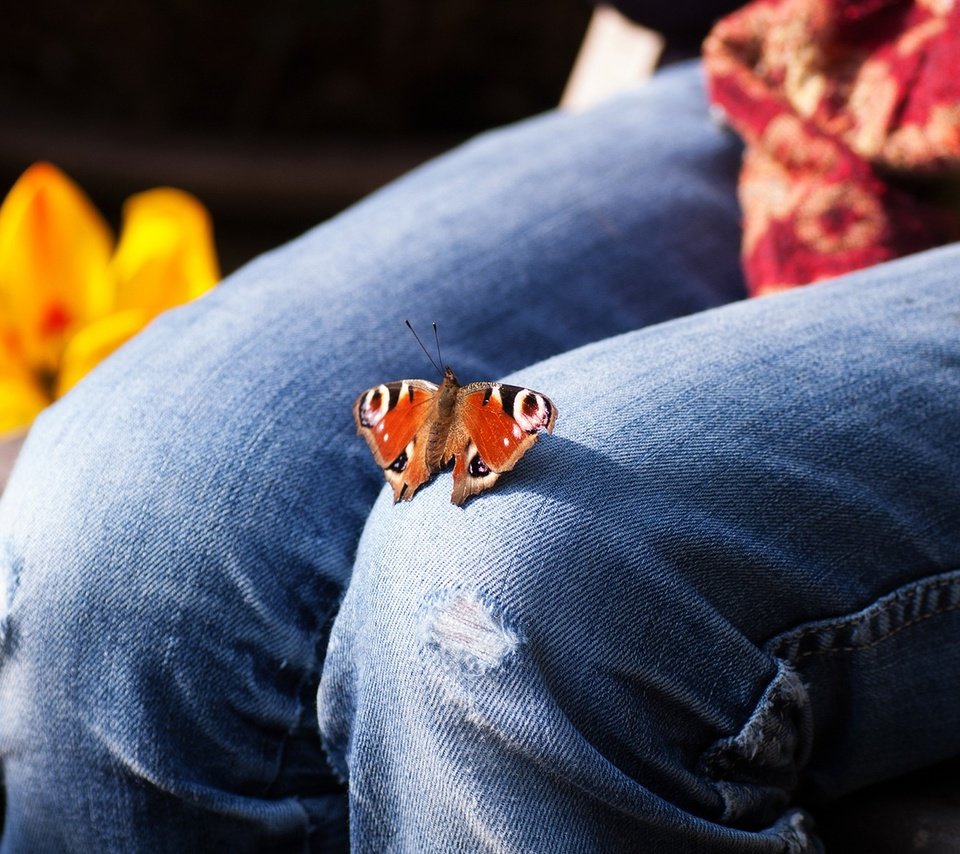 Обои цветы, насекомое, бабочка, джинсы, ноги, тюльпаны, колени, flowers, insect, butterfly, jeans, feet, tulips, knees разрешение 1920x1200 Загрузить