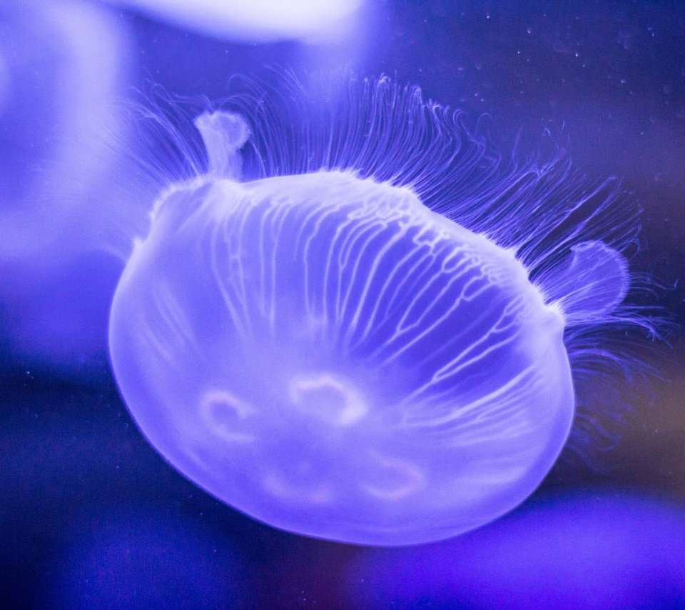 Обои море, медуза, медузы, подводный мир, sea, medusa, jellyfish, underwater world разрешение 5184x3456 Загрузить