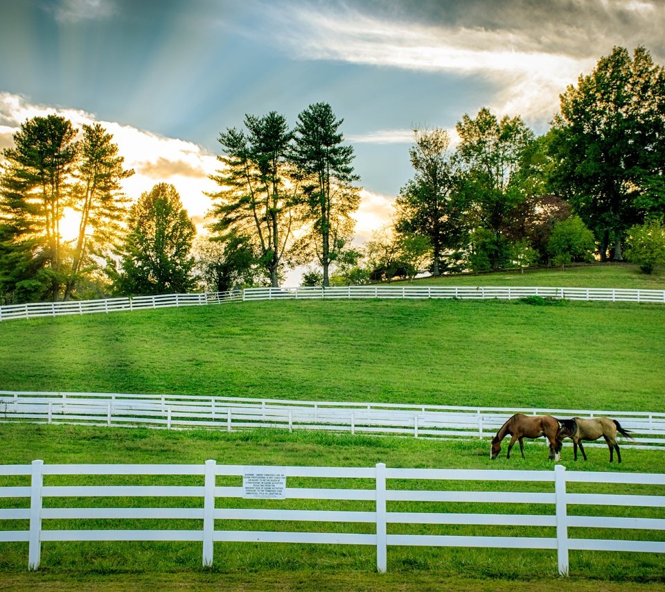 Обои забор, ограждение, лошади, кони, пастбище, the fence, horse, horses, pasture разрешение 6000x4000 Загрузить