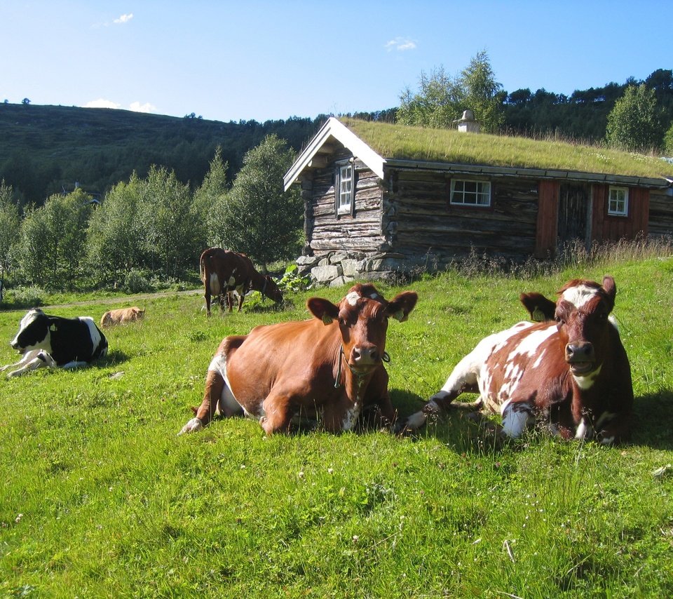 Обои трава, лето, домик, стадо, коровы, grass, summer, house, the herd, cows разрешение 2592x1944 Загрузить