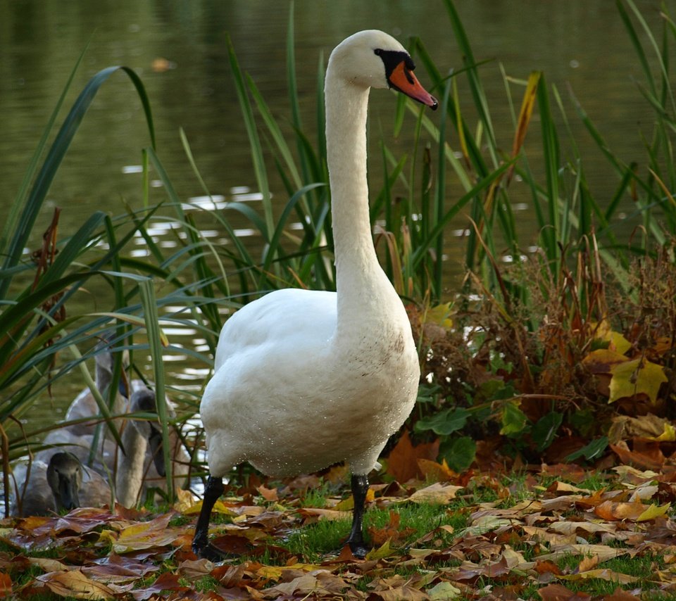 Обои вода, озеро, белый, птица, лебедь, water, lake, white, bird, swan разрешение 3648x2736 Загрузить