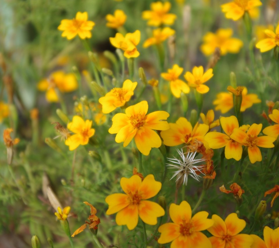 Обои цветы, лепестки, желтые, полевые цветы, flowers, petals, yellow, wildflowers разрешение 4928x3264 Загрузить