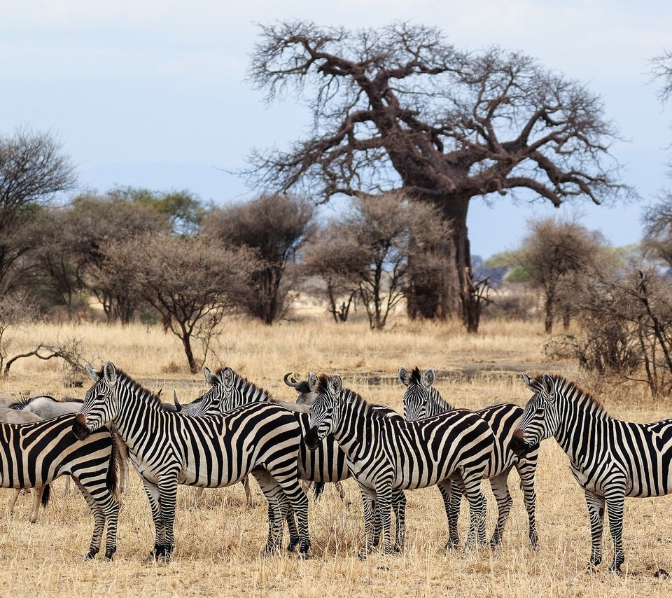 Обои зебра, животные, африка, стадо, саванна, zebra, animals, africa, the herd, savannah разрешение 2048x1307 Загрузить