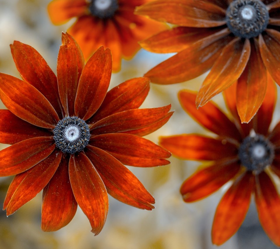 Обои цветы, фон, лепестки, рудбекия, flowers, background, petals, rudbeckia разрешение 2048x1365 Загрузить