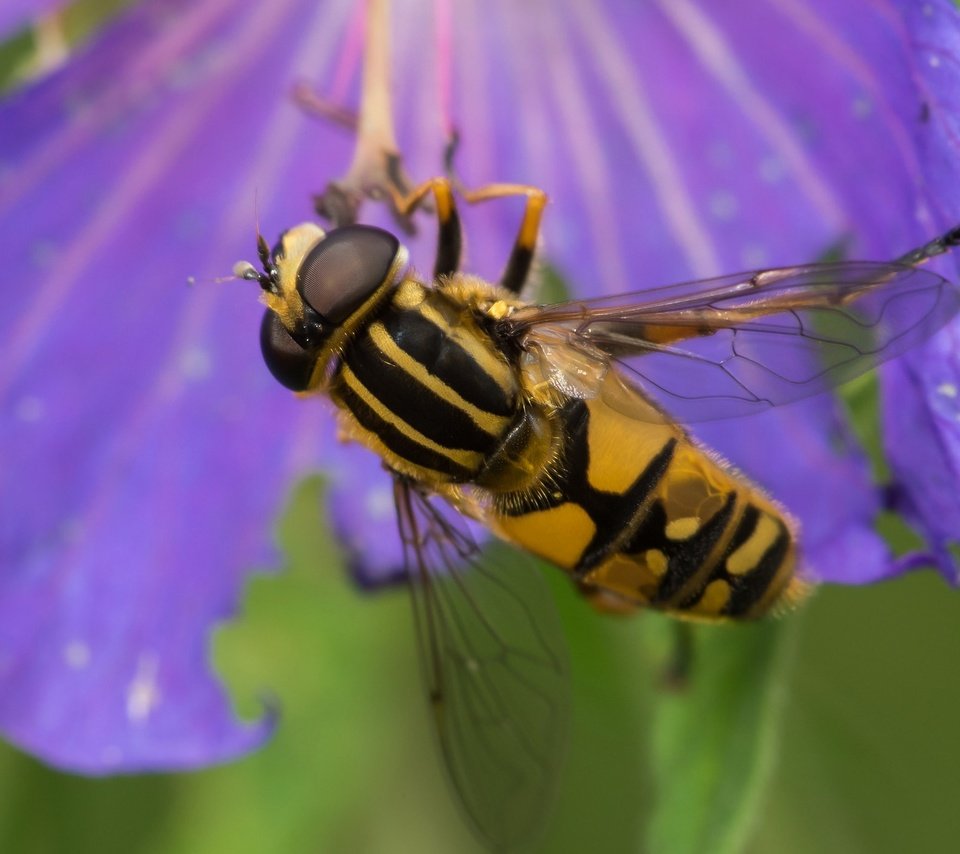Обои природа, насекомое, цветок, пчела, шершень, трутень, nature, insect, flower, bee, hornet, drone разрешение 2048x1404 Загрузить