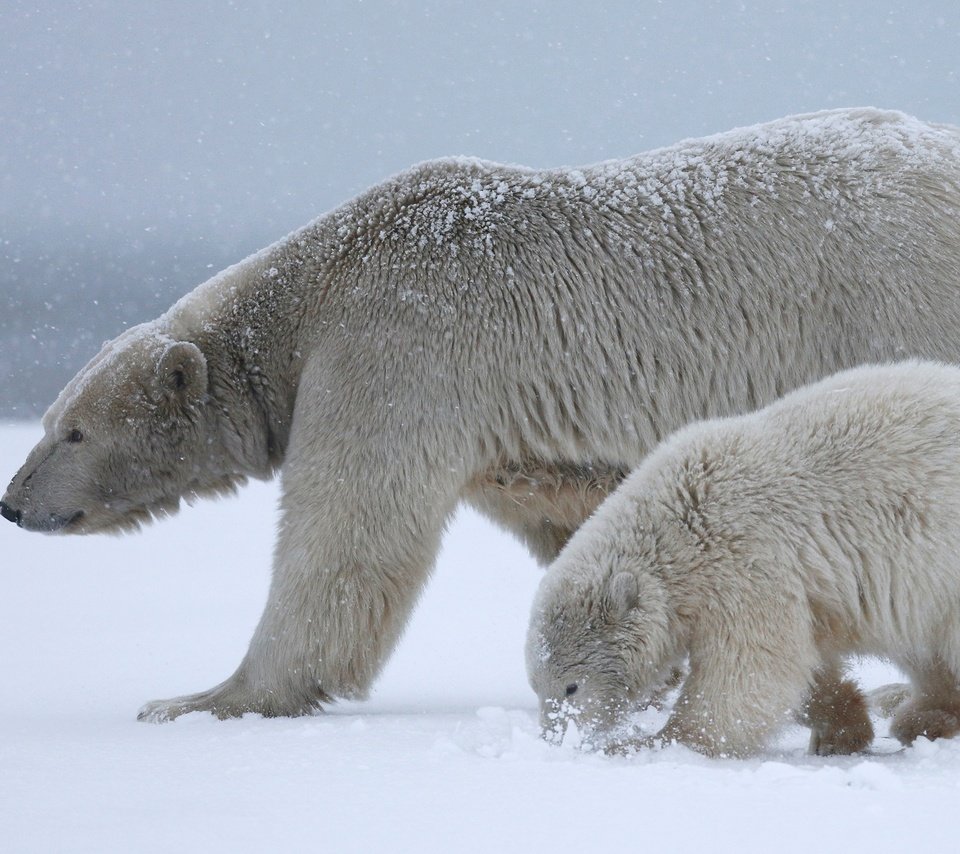 Обои снег, природа, полярный медведь, медведи, белый медведь, детеныш, медвежонок, арктика, медведица, snow, nature, polar bear, bears, cub, bear, arctic разрешение 3000x1688 Загрузить